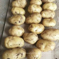 Potato Wholesale China New Harvest 2021 Mesh Bag Potato Sweet Potato